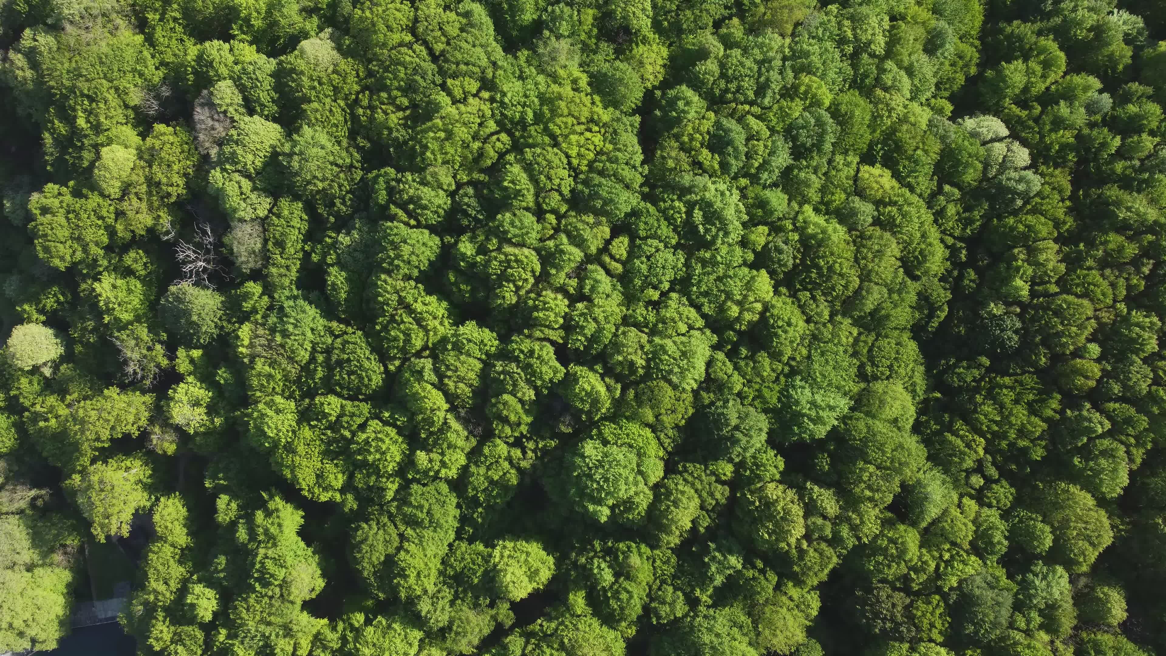 Aerial View of Lush Green Forest in Halifax Free Stock Video Footage ...