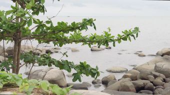 海边免费下载免费下载视频素材