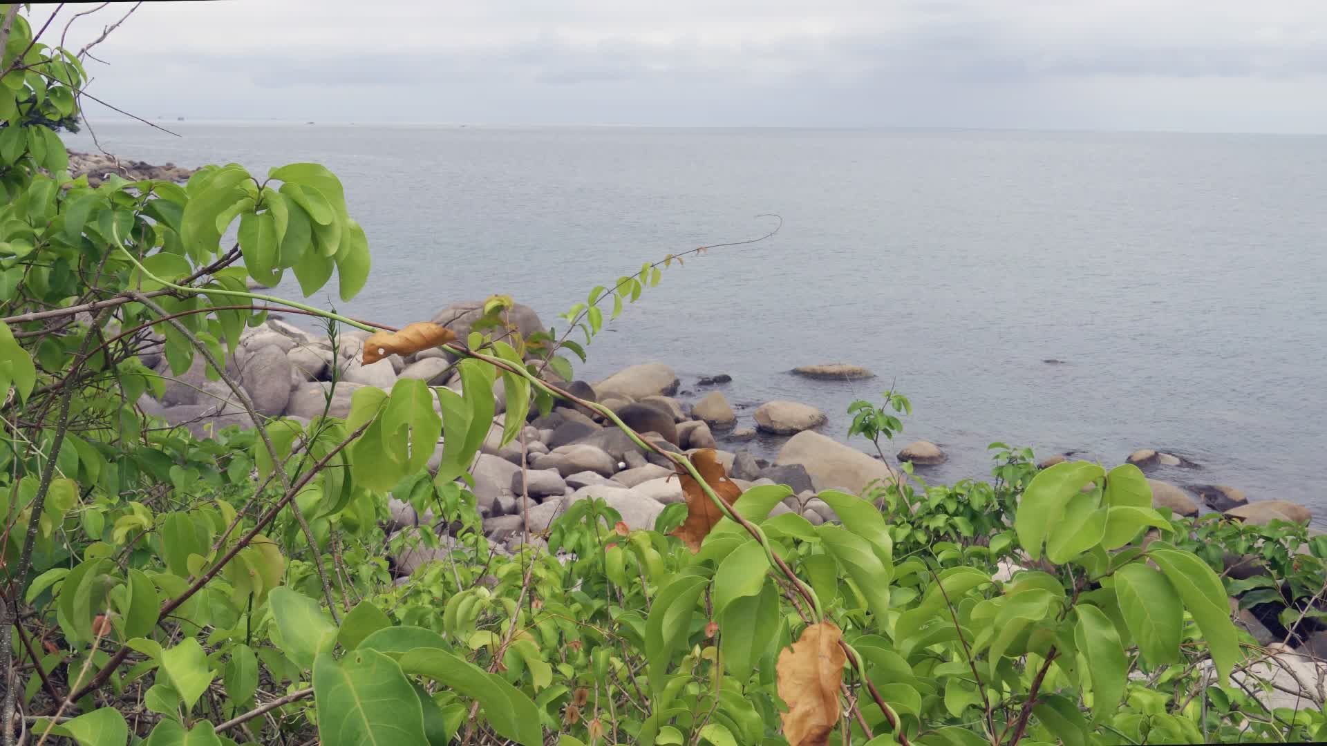 Video by NGUYỄN THÀNH NHƠN