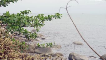 海边免费下载免费下载视频素材