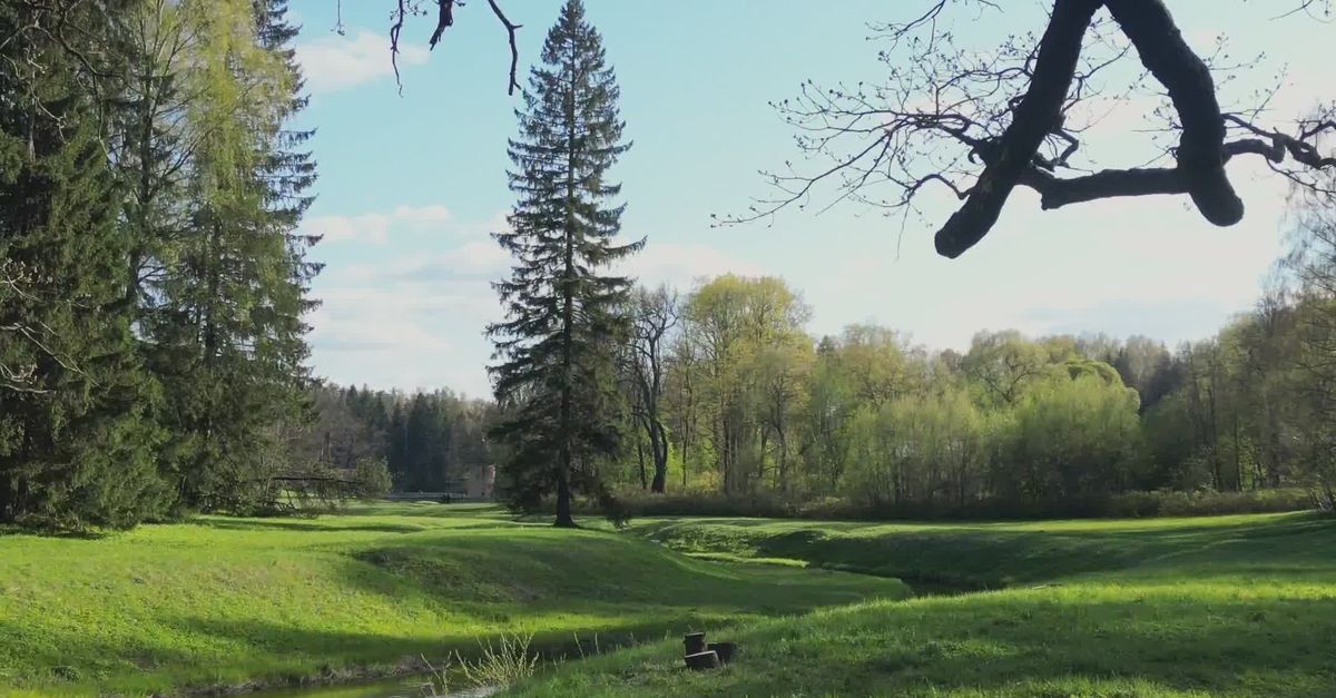 Scenic Spring Forest With Path And Stream Free Stock Video Footage scenic-spring-forest-with-path-and-stream-free-stock-video-footage