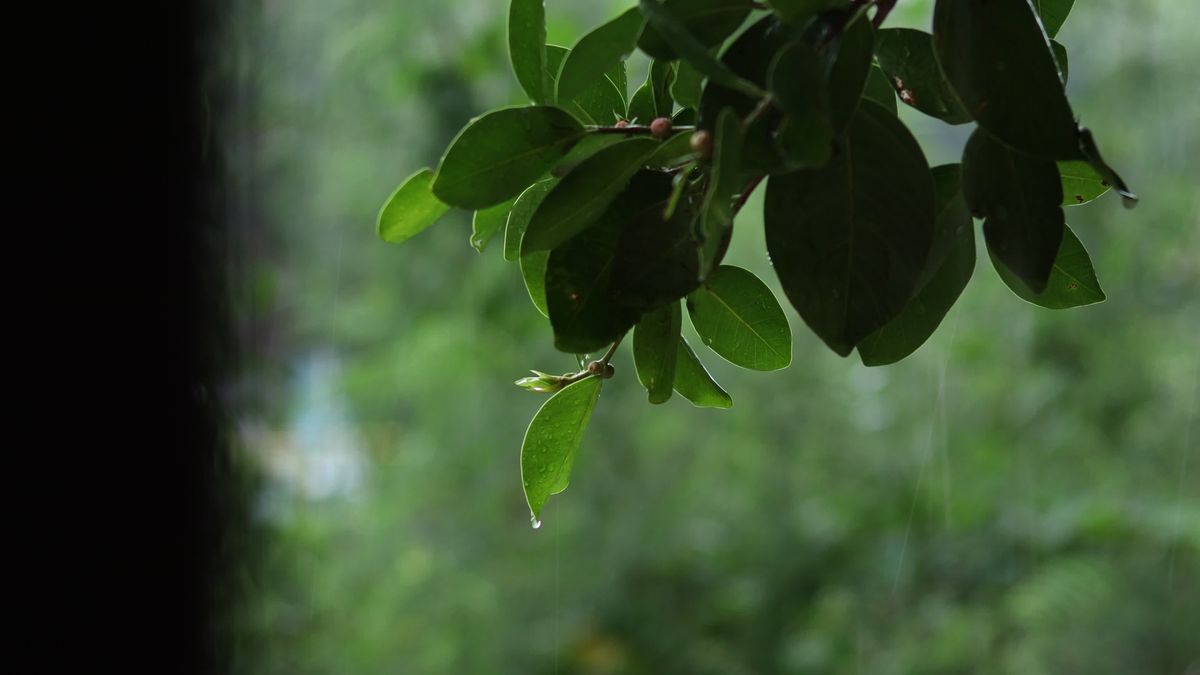 Close-Up View of Green Leaves While Raining Free Stock Video Footage ...