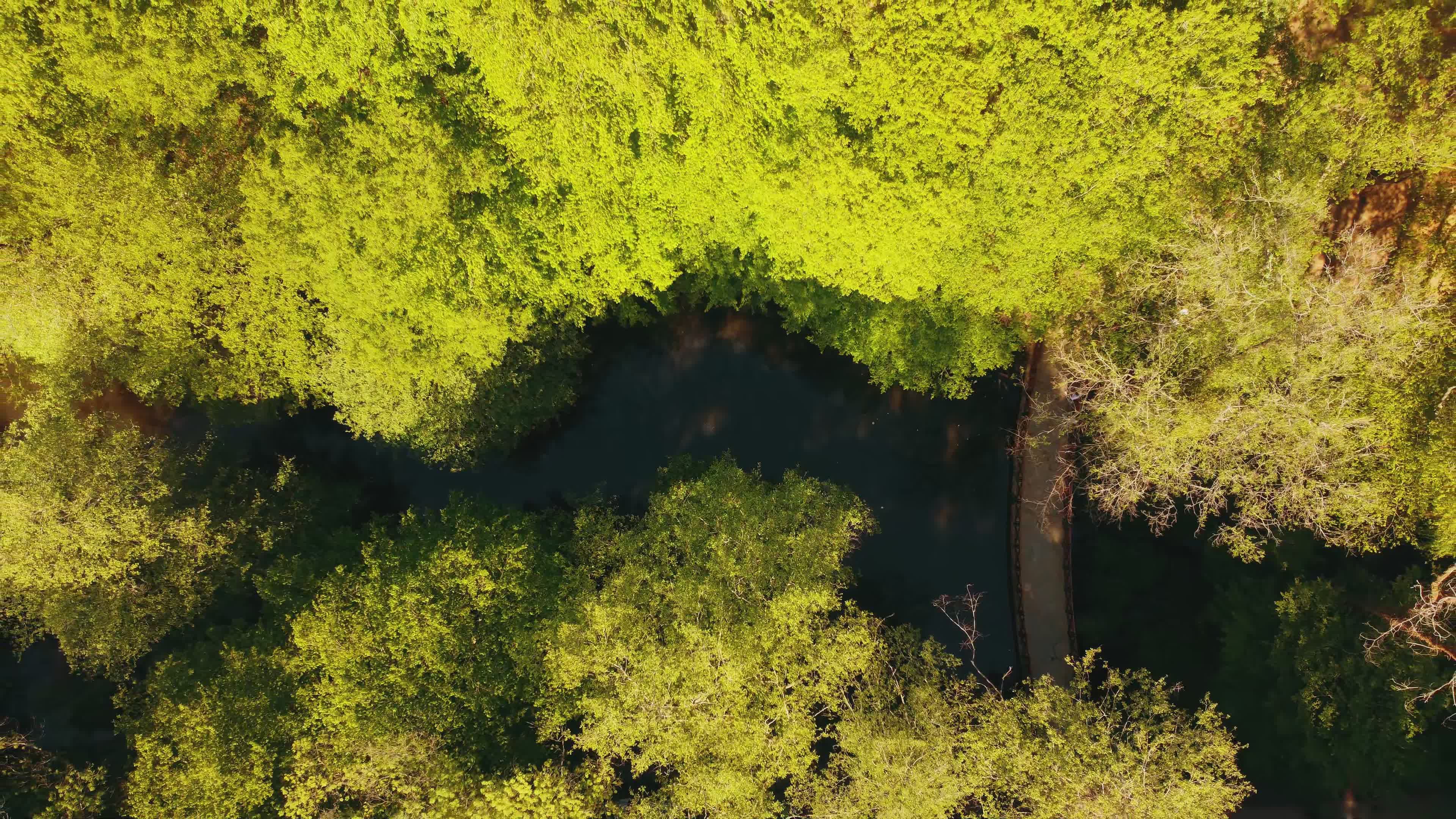 Breathtaking Aerial View of Lush Green Forest Free Stock Video Footage ...