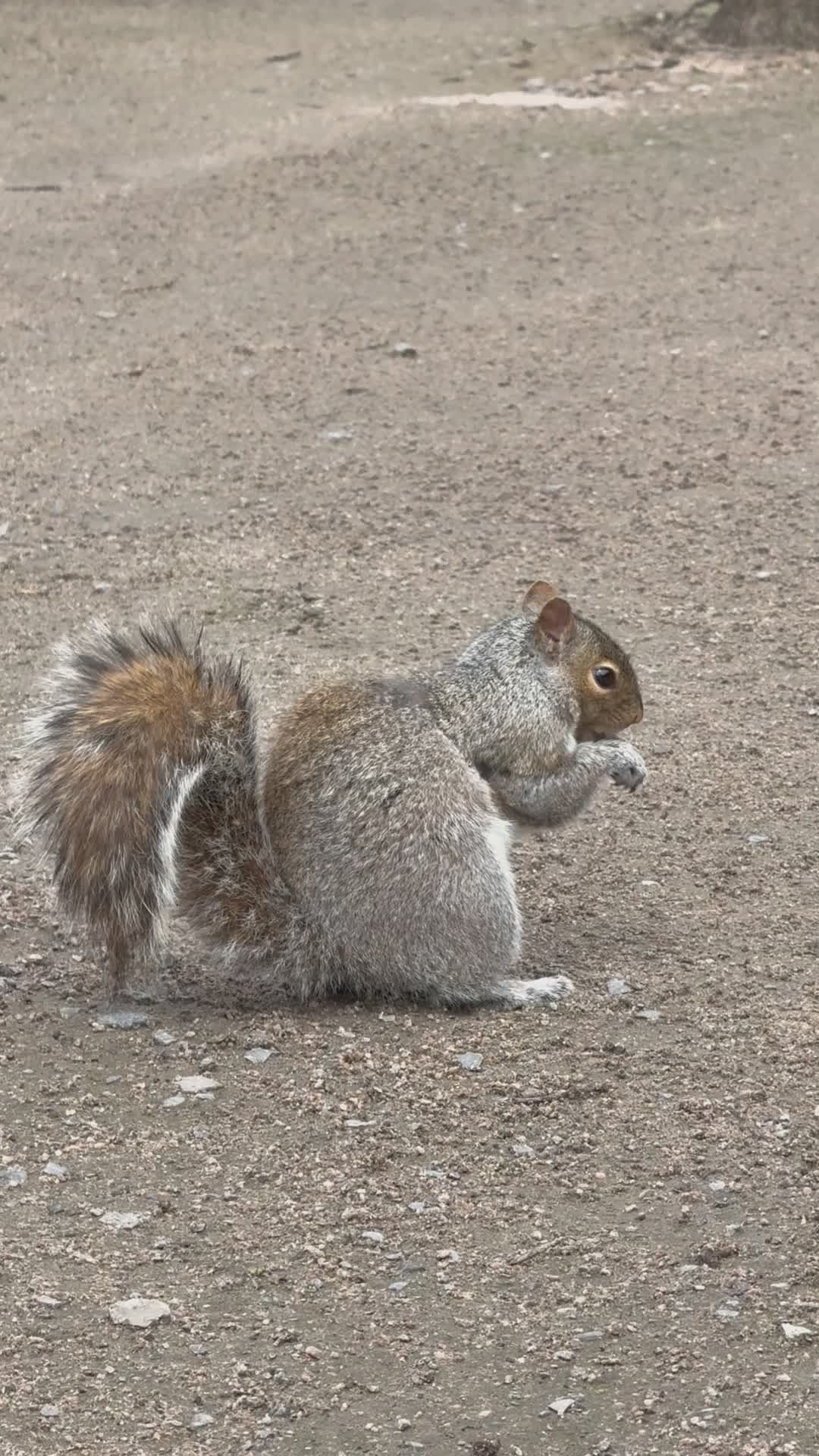Playful Squirrel Eating in Natural Setting Free Stock Video Footage ...