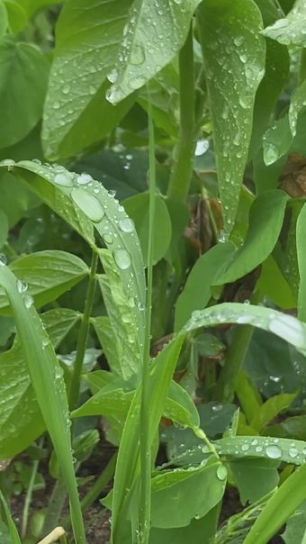 豌豆尖视频素材视频素材