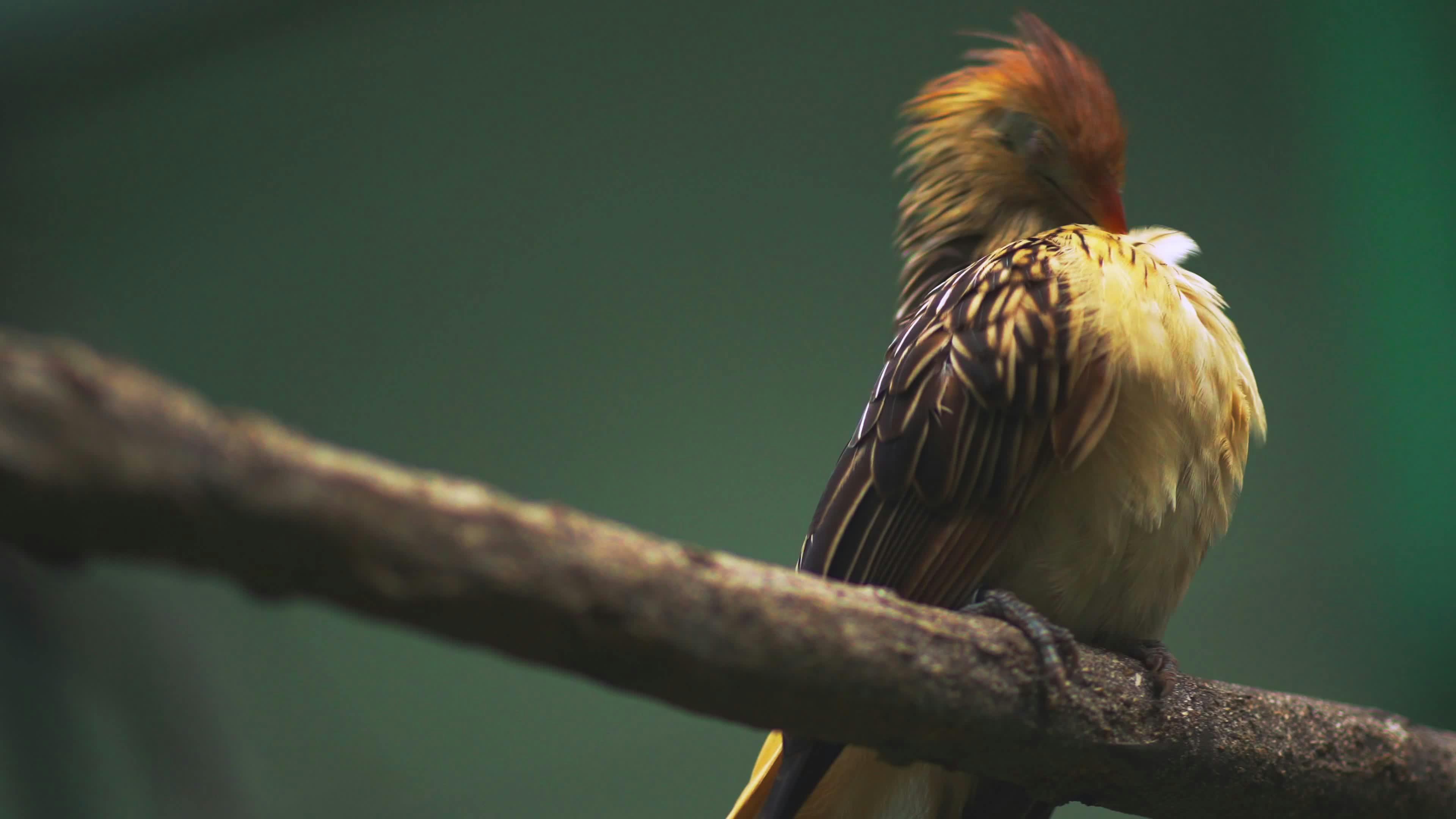 Video by Frank Litschel