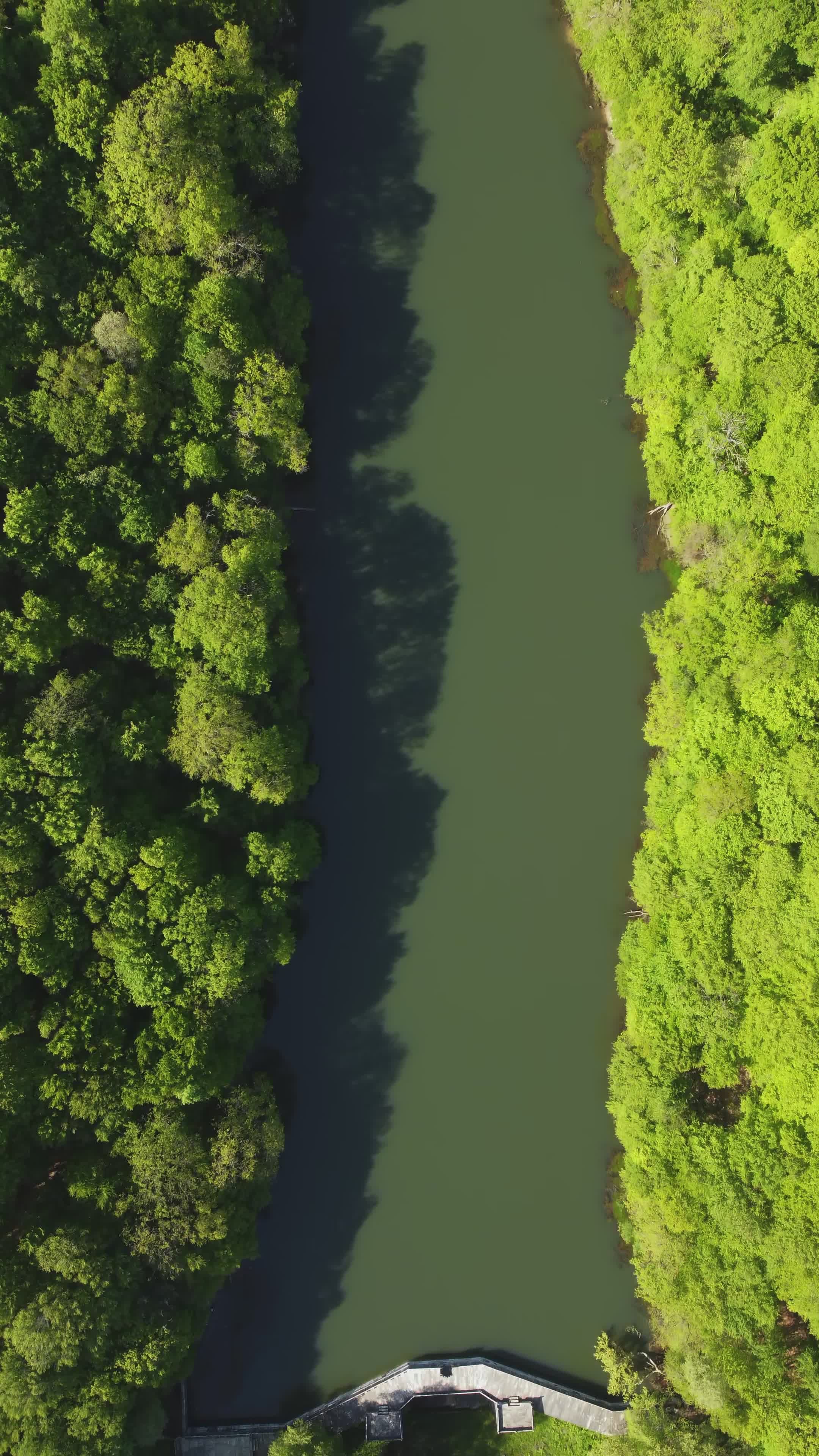 Aerial View of Green Forest and Serene Lake Free Stock Video Footage ...