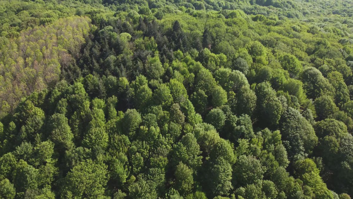 Drone Footage of Green Forest Free Stock Video Footage, Royalty-Free 4K ...