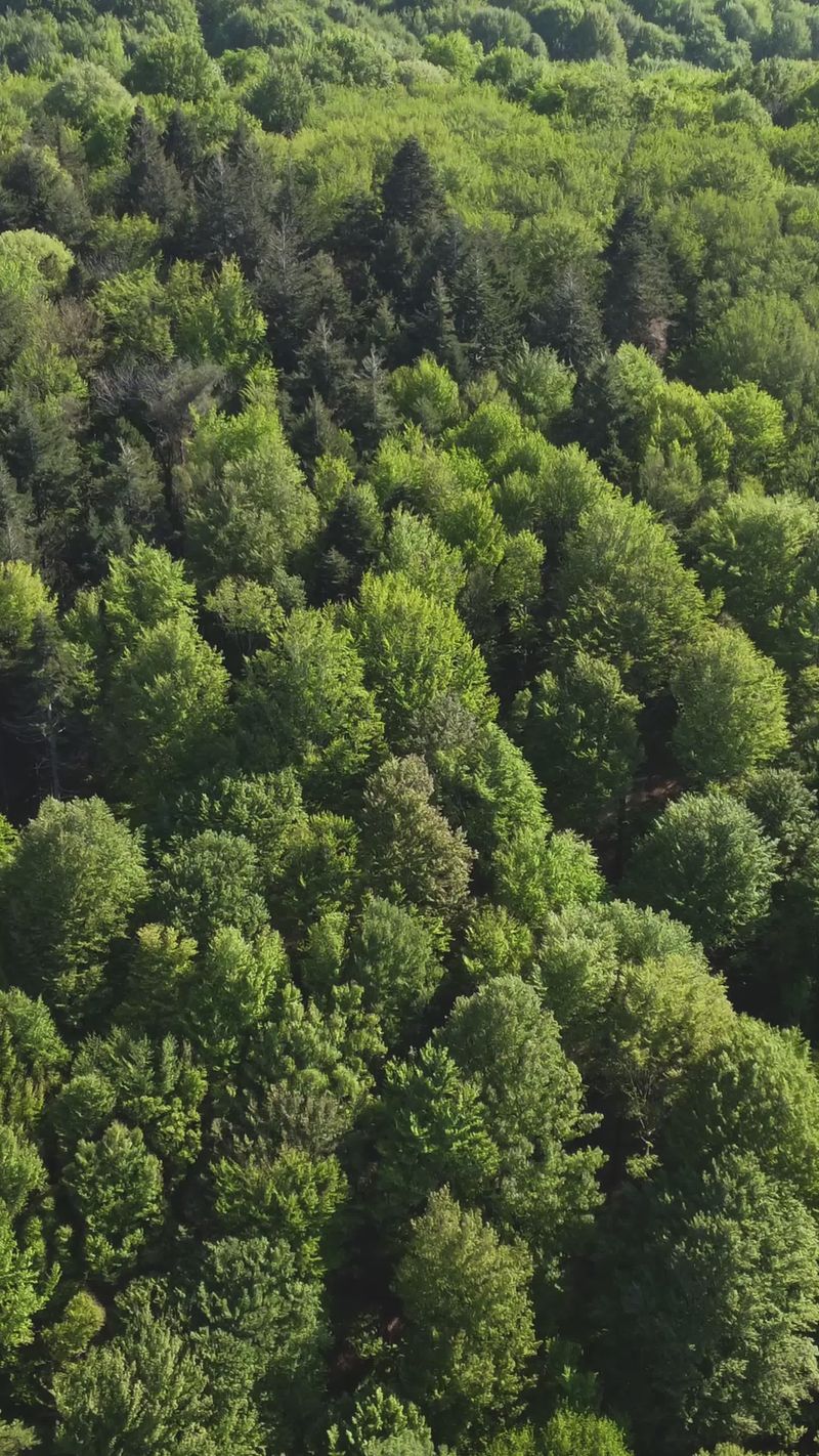 Drone Aerial View of Lush Green Forest Canopy Free Stock Video Footage ...