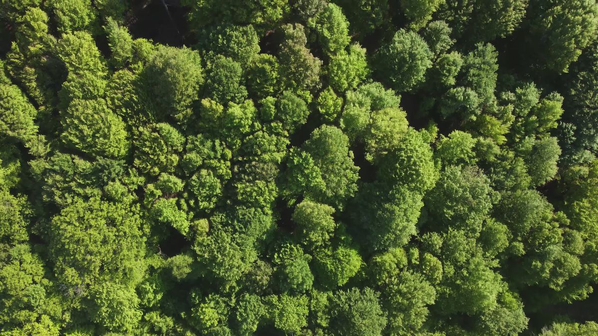 Treetops of Lush Green Forest Free Stock Video Footage, Royalty-Free 4K ...