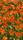 garden wallpaper