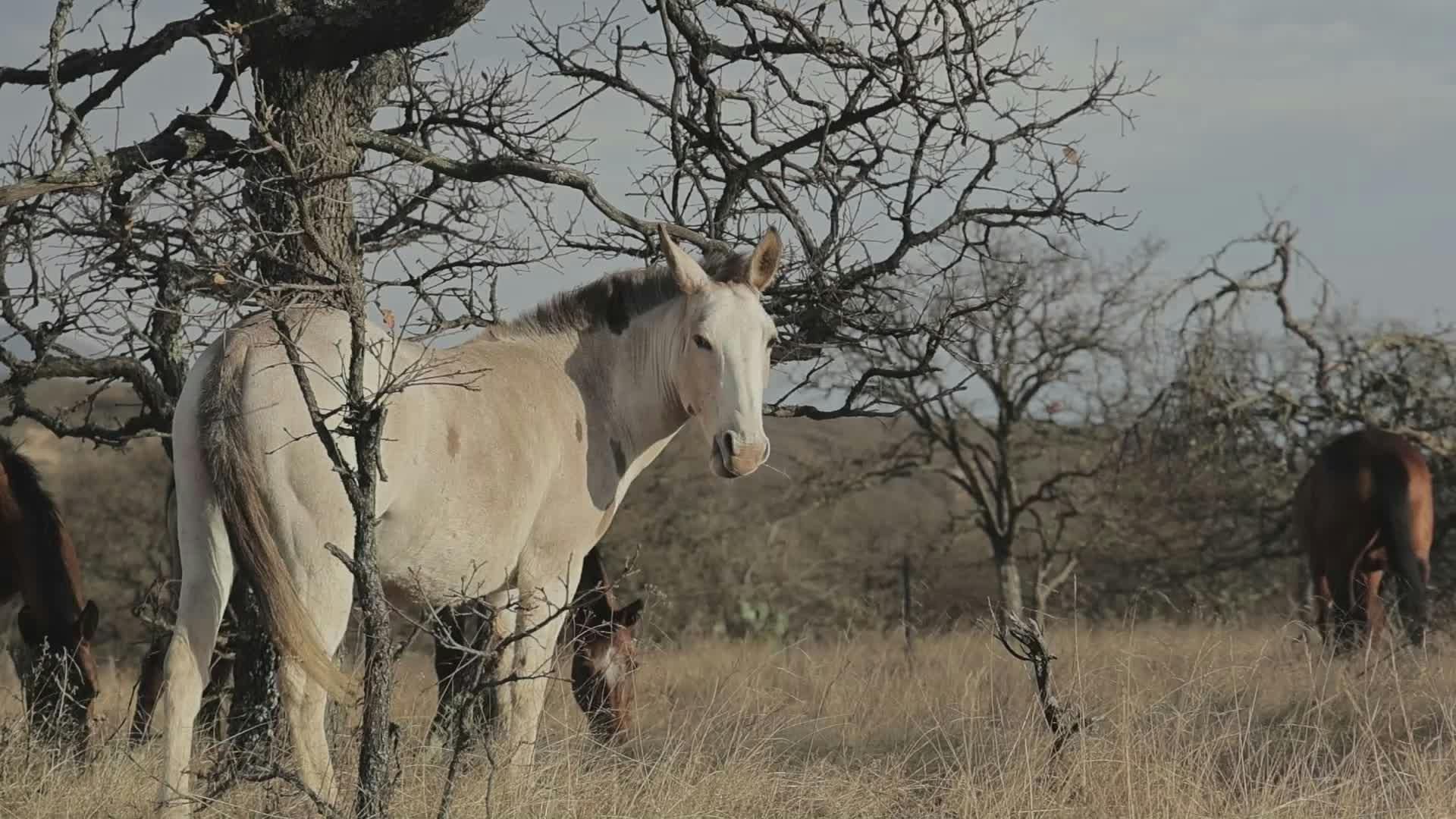 Video by Amar  Preciado