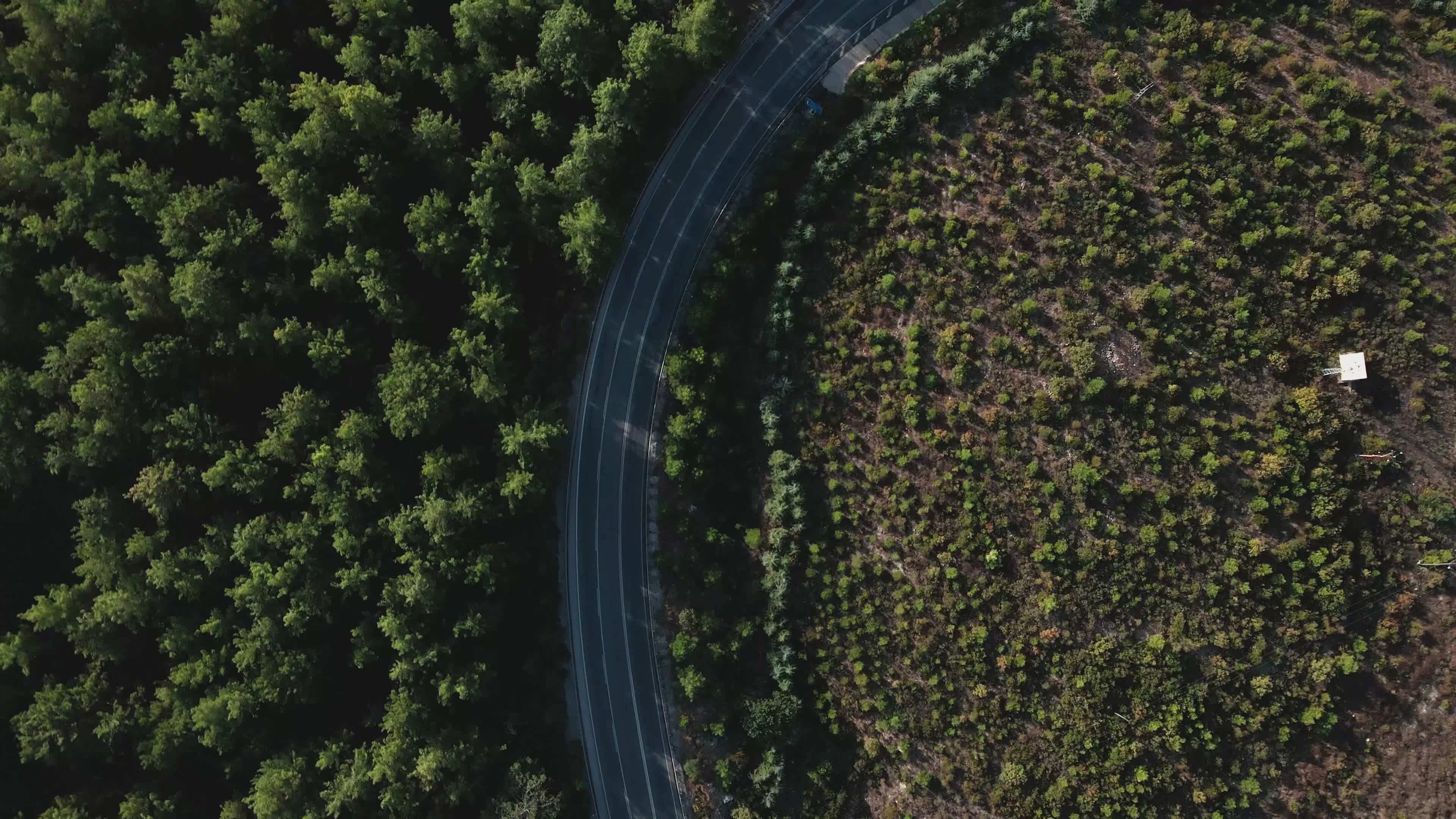 Tree Routes Videos, Download The BEST Free 4k Stock Video Footage ...