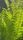 fern
