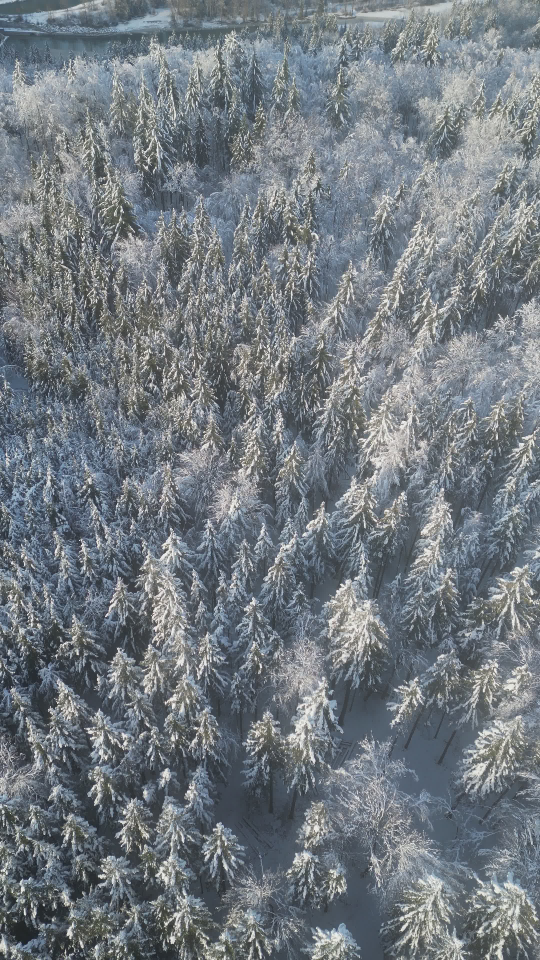 Aerial View of Snow-Covered Winter Forest Landscape Free Stock Video ...