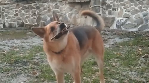 Dog Biting a Wooden Stick