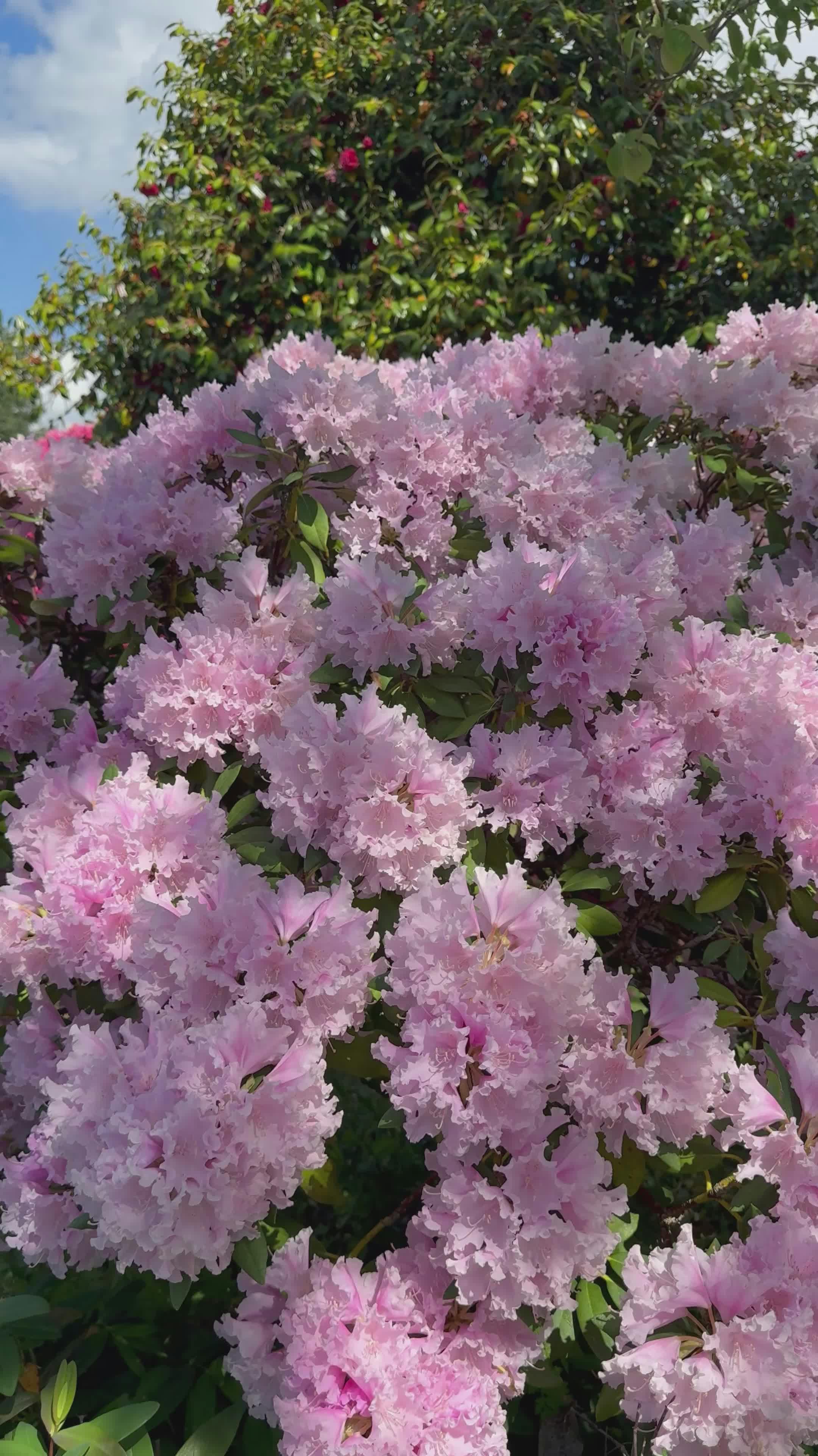 Blooming Pink Rhododendrons in Springtime Free Stock Video Footage ...
