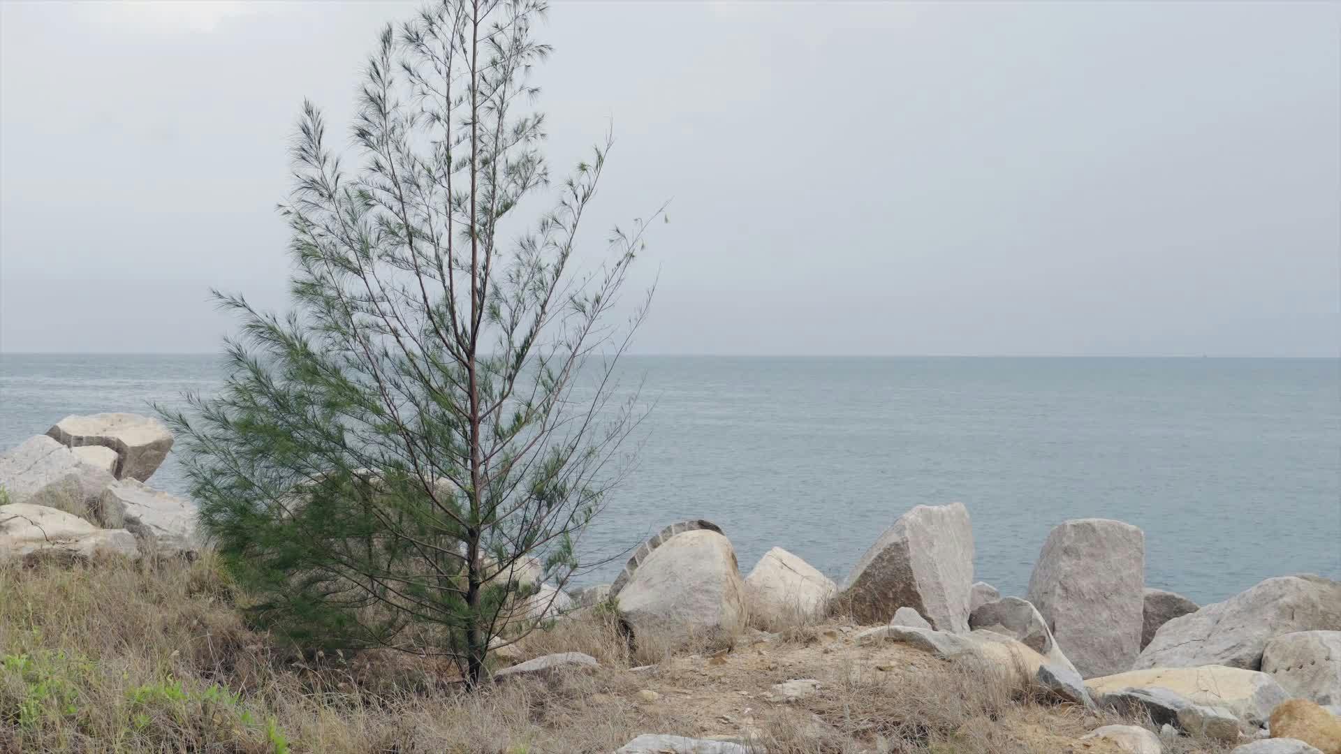 Video by NGUYỄN THÀNH NHƠN