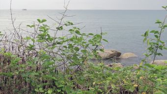 海边免费下载免费下载视频素材