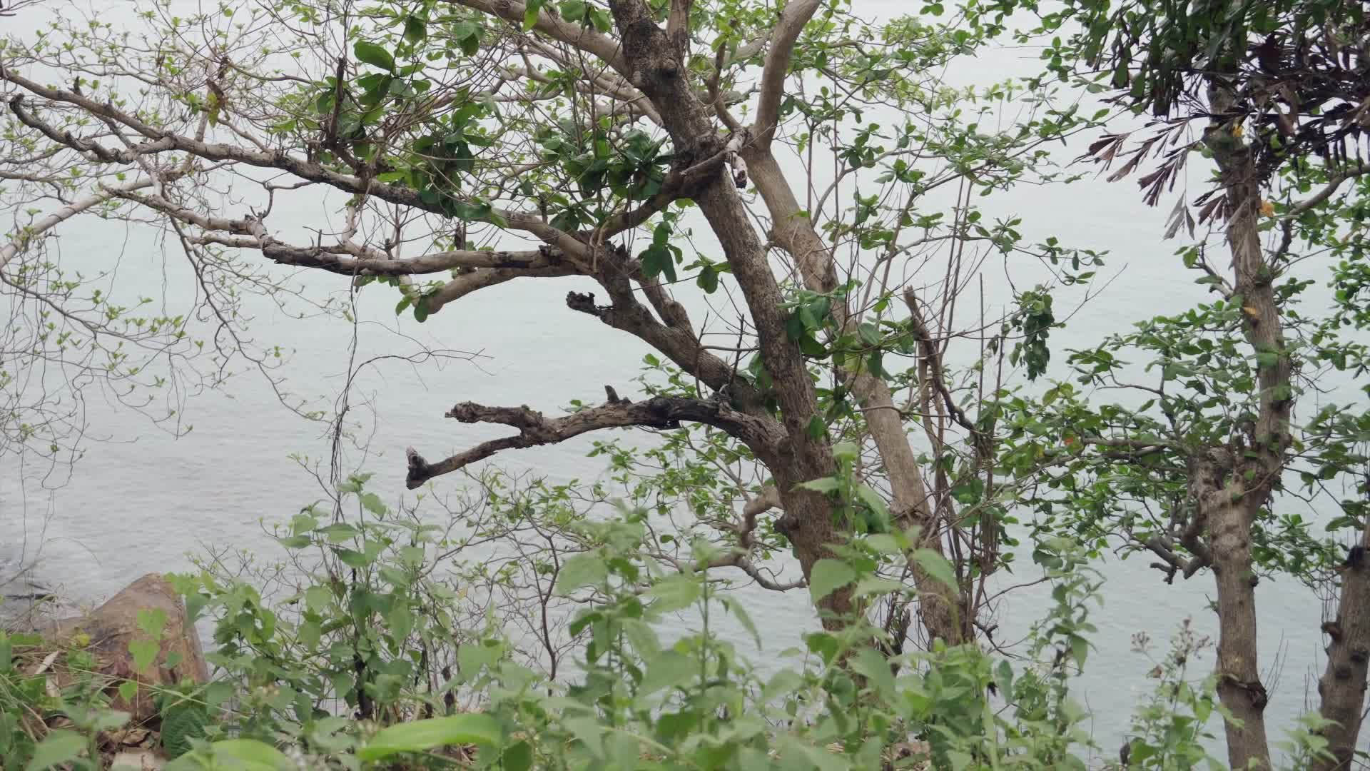 Video by NGUYỄN THÀNH NHƠN