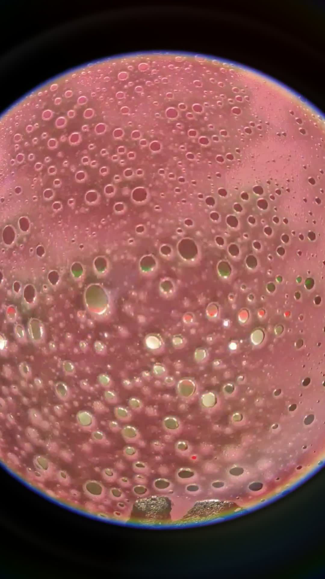 Microscopic View of Microbial Growth Free Stock Video Footage, Royalty ...