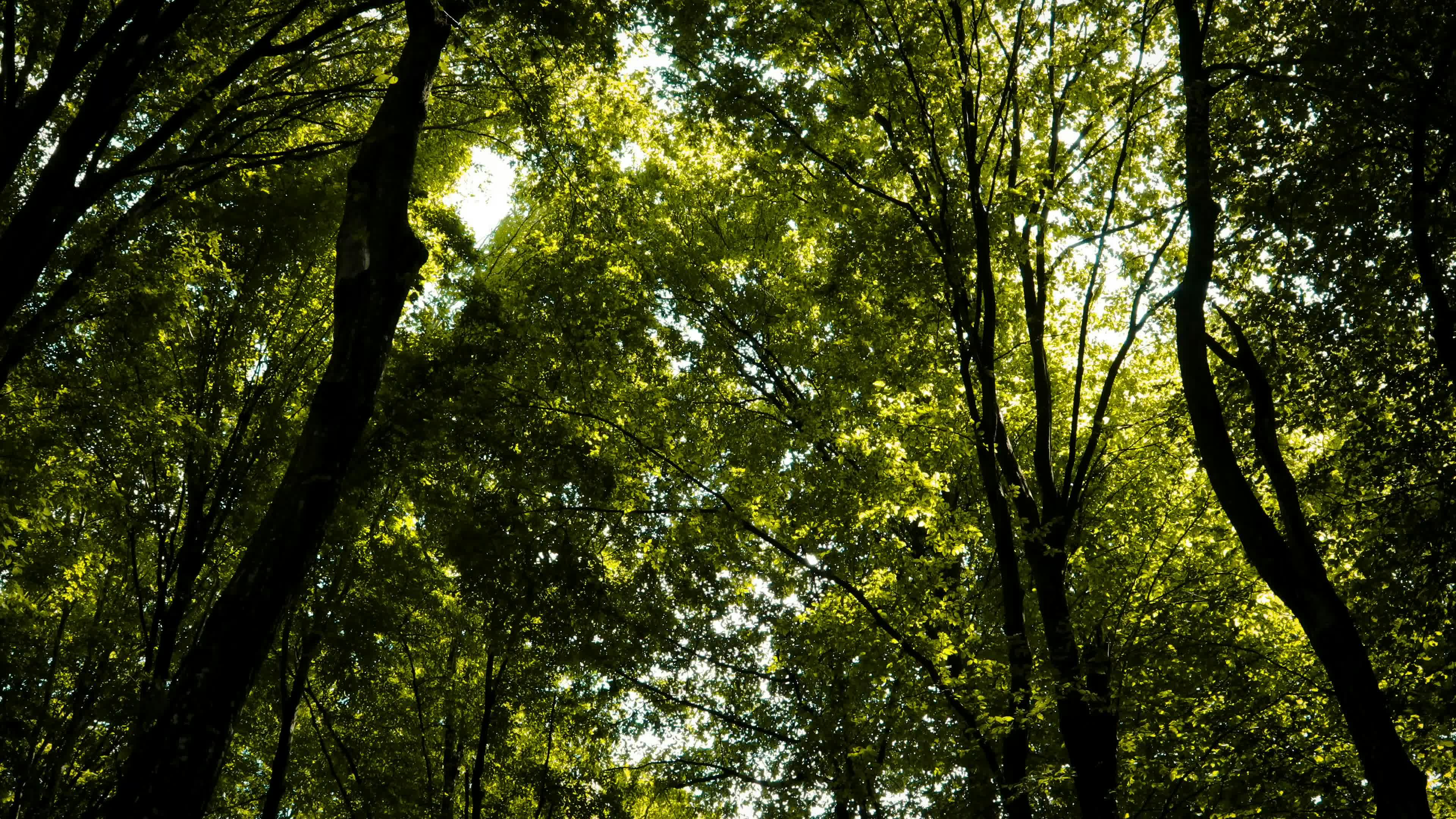 Video by Nikola Tomašić