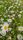 daisies