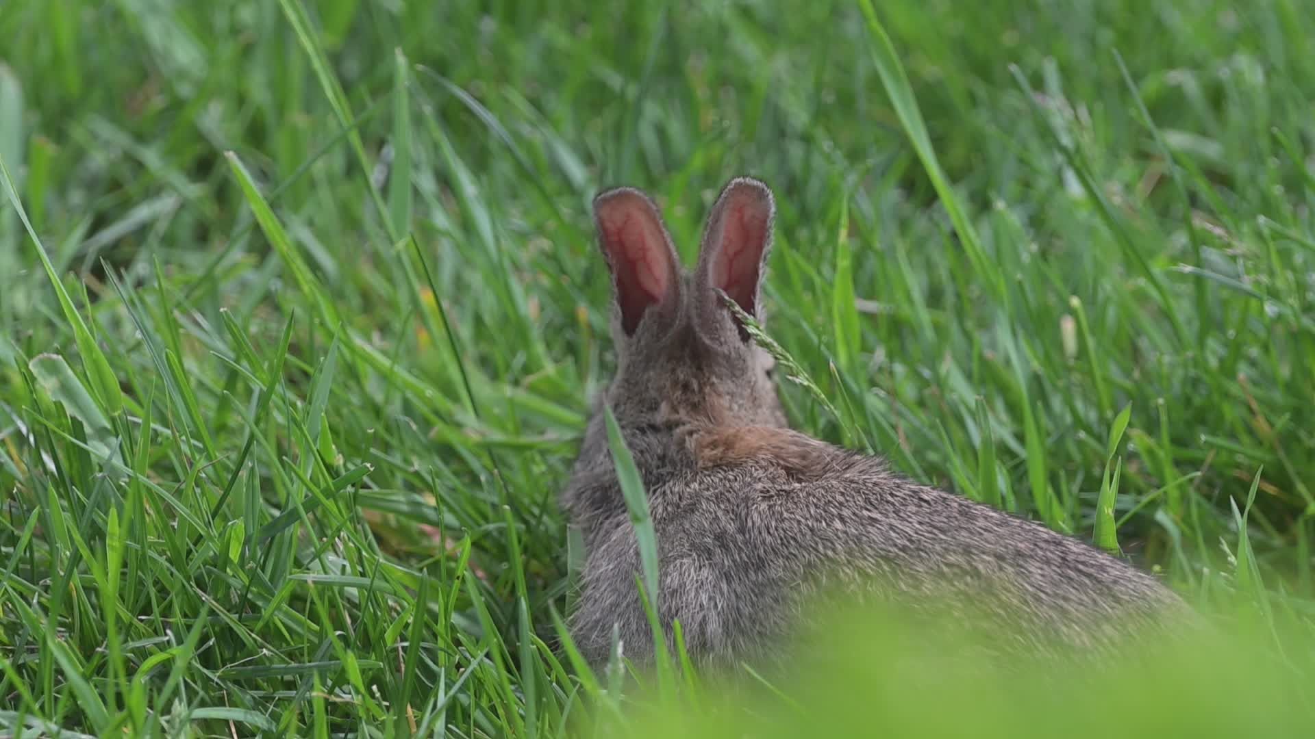 Close-Up Footage of Rabbit in Green Grass Free Stock Video Footage ...