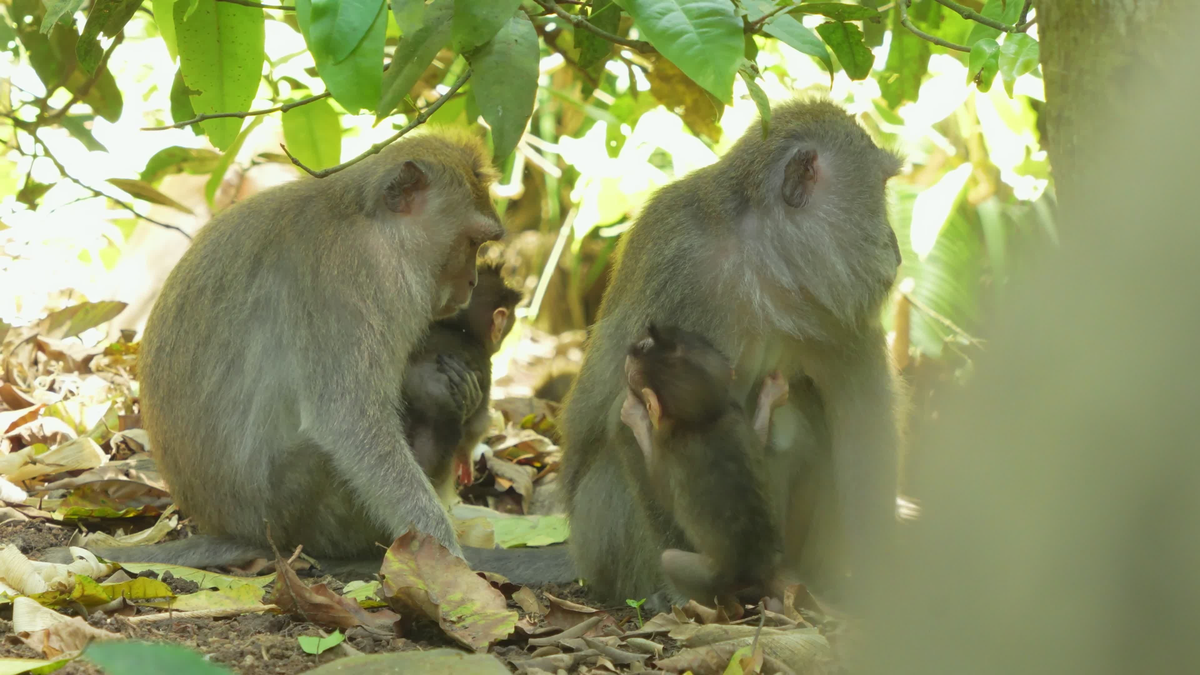 Captivating Family of Monkeys in Bali Jungle Free Stock Video Footage ...