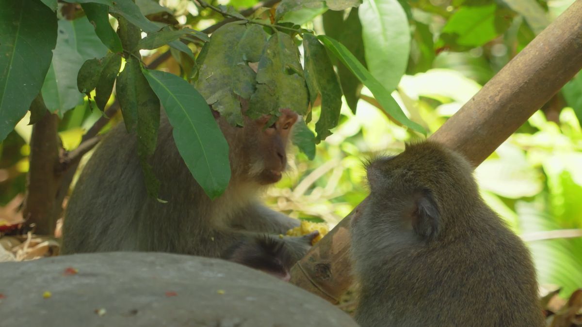 Monkeys Feeding On Grass Free Stock Video Footage, Royalty-Free 4K & HD ...