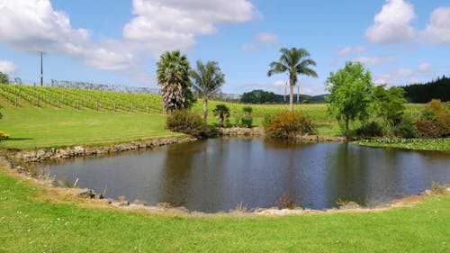 A Pond Of Water Besides A Plantation