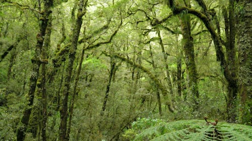 A Forest With Lush Of Green