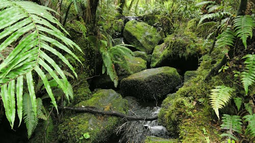 Stream Of Water Passing Through Rock Formations In A Forest