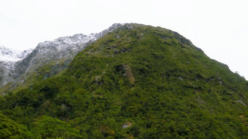 Wildpflanzen Und Bäume, Die Auf Den Berghängen Wachsen