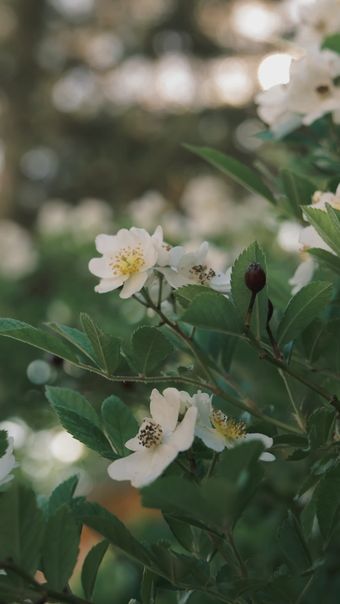 Foliage