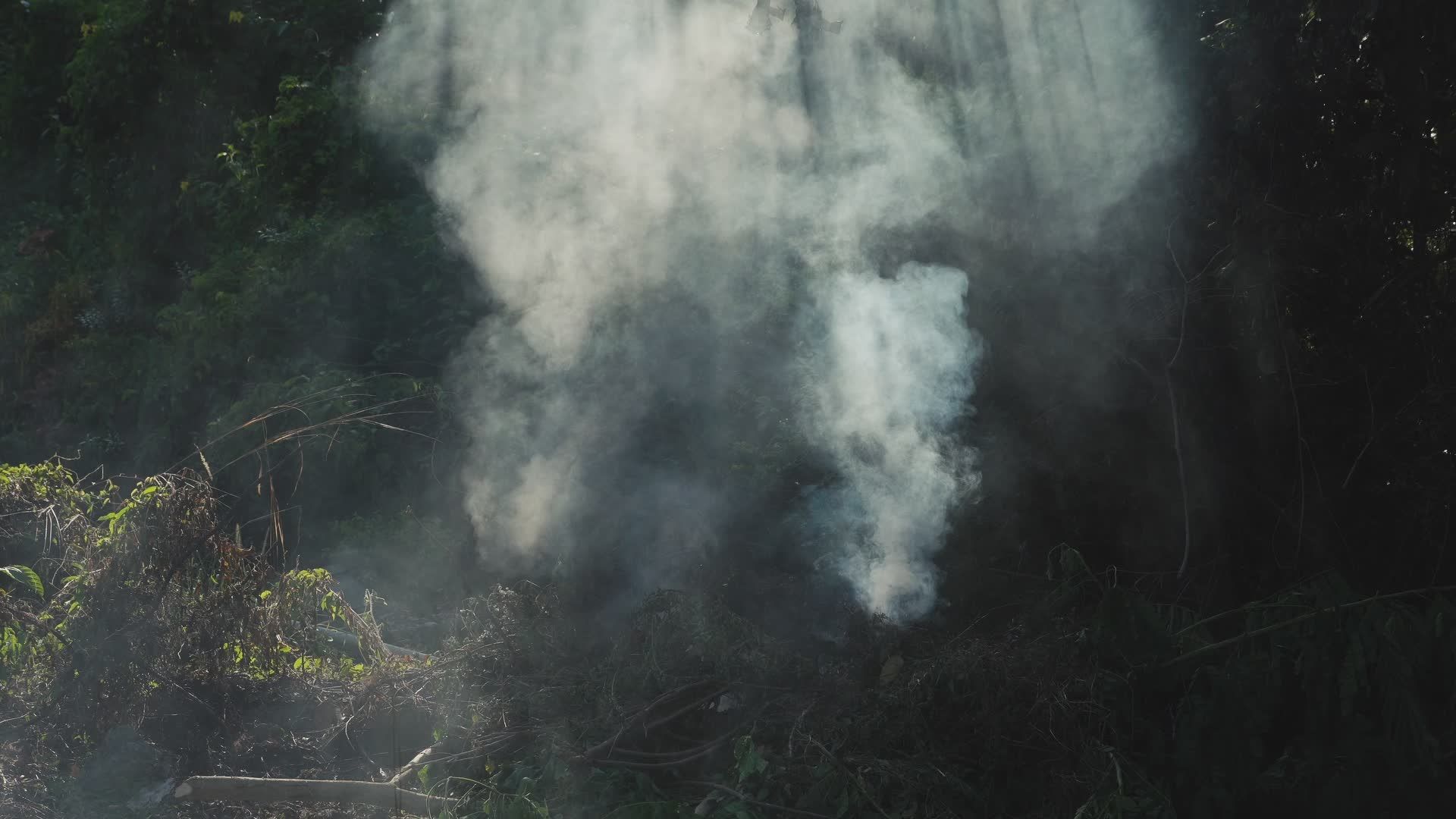 Smoky Forest Scene with Rising Mist Free Stock Video Footage, Royalty ...
