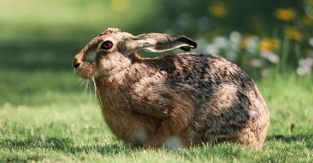 Natural Rabbit Wild Rabbit in Swedish Nature Free Stock Video Footage, Royalty-Free 4K ...