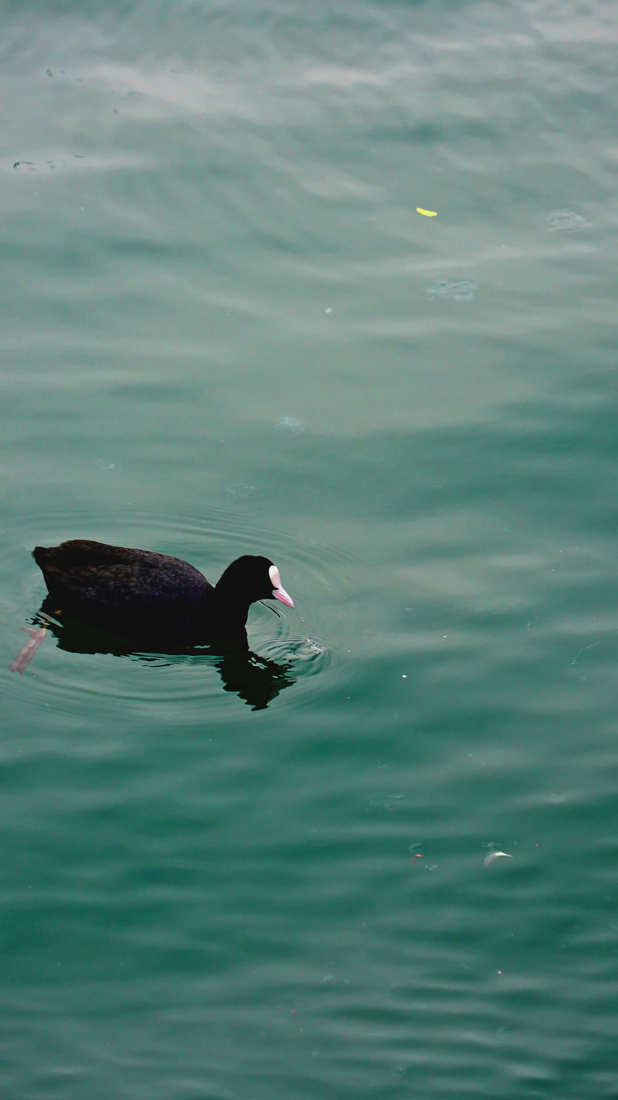 Video by Fatih Berat Örer