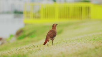 Rufous Hornero