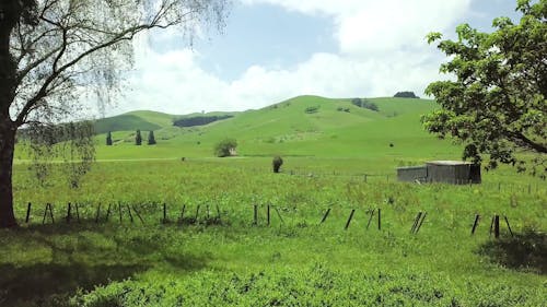 Terres Herbeuses Maintenues Comme Pâturages Pour L'élevage