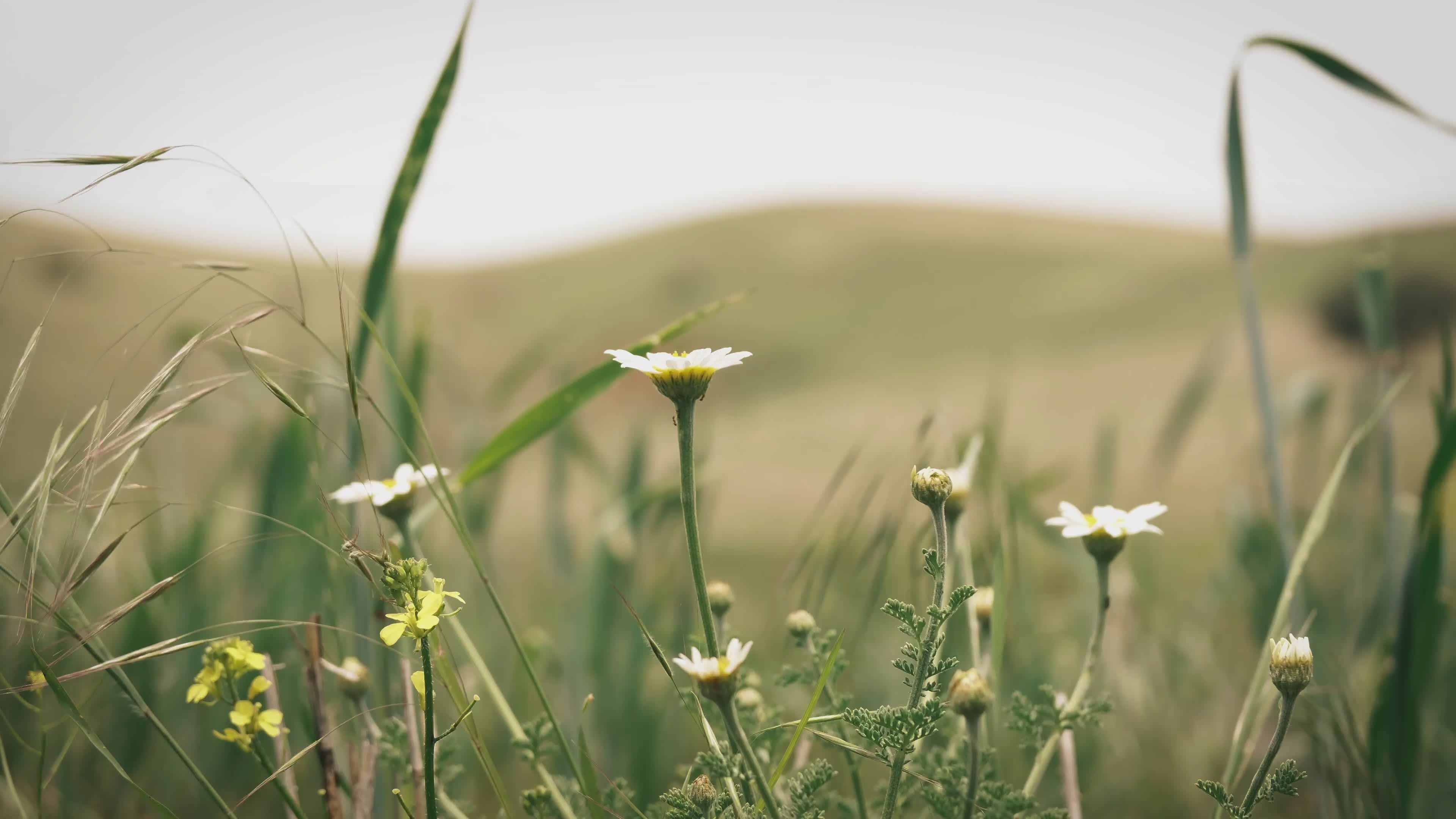 Video by Ebahir