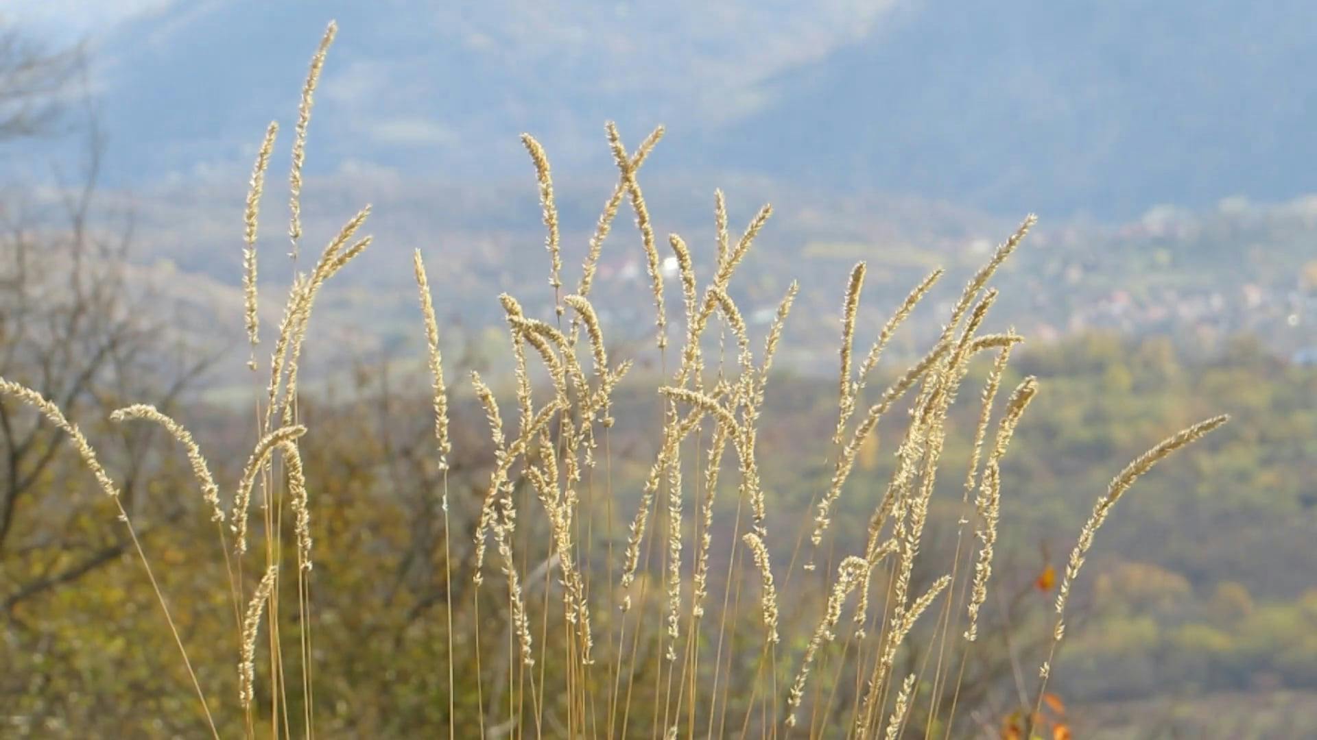 Love Grasses Growing In The Wild · Free Stock Video
