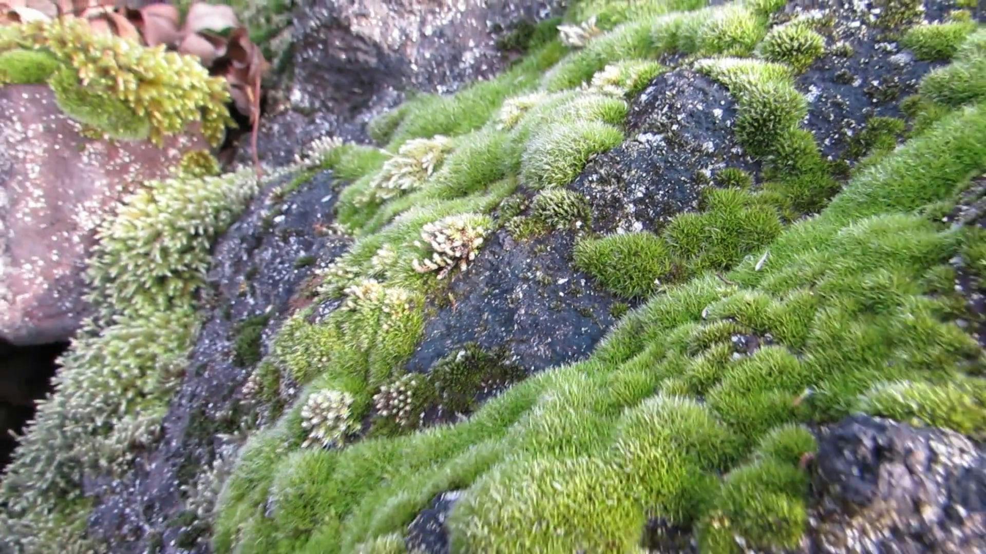 Moss Growing On The Surface Of Moist Rocks Formation · Free Stock Video