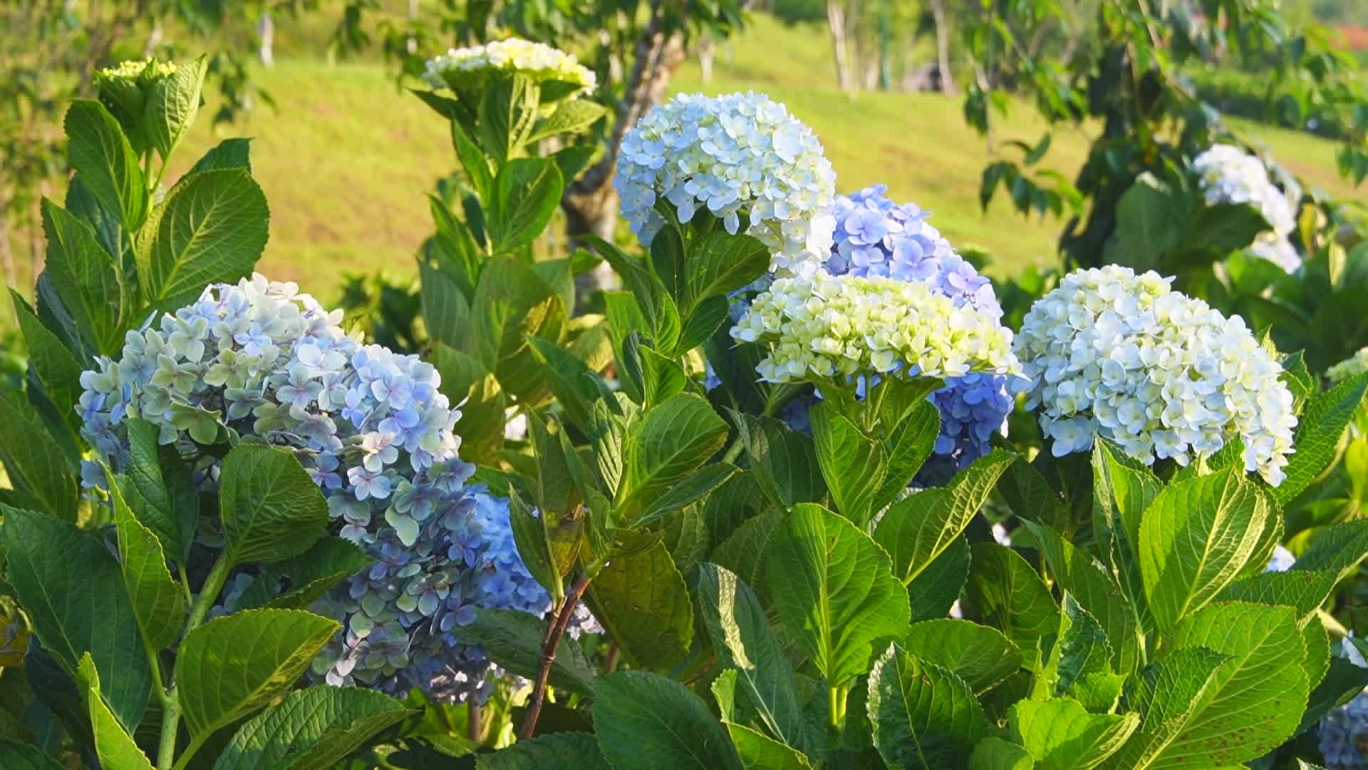 Vibrant Hydrangeas Blooming in Lush Garden Free Stock Video Footage ...