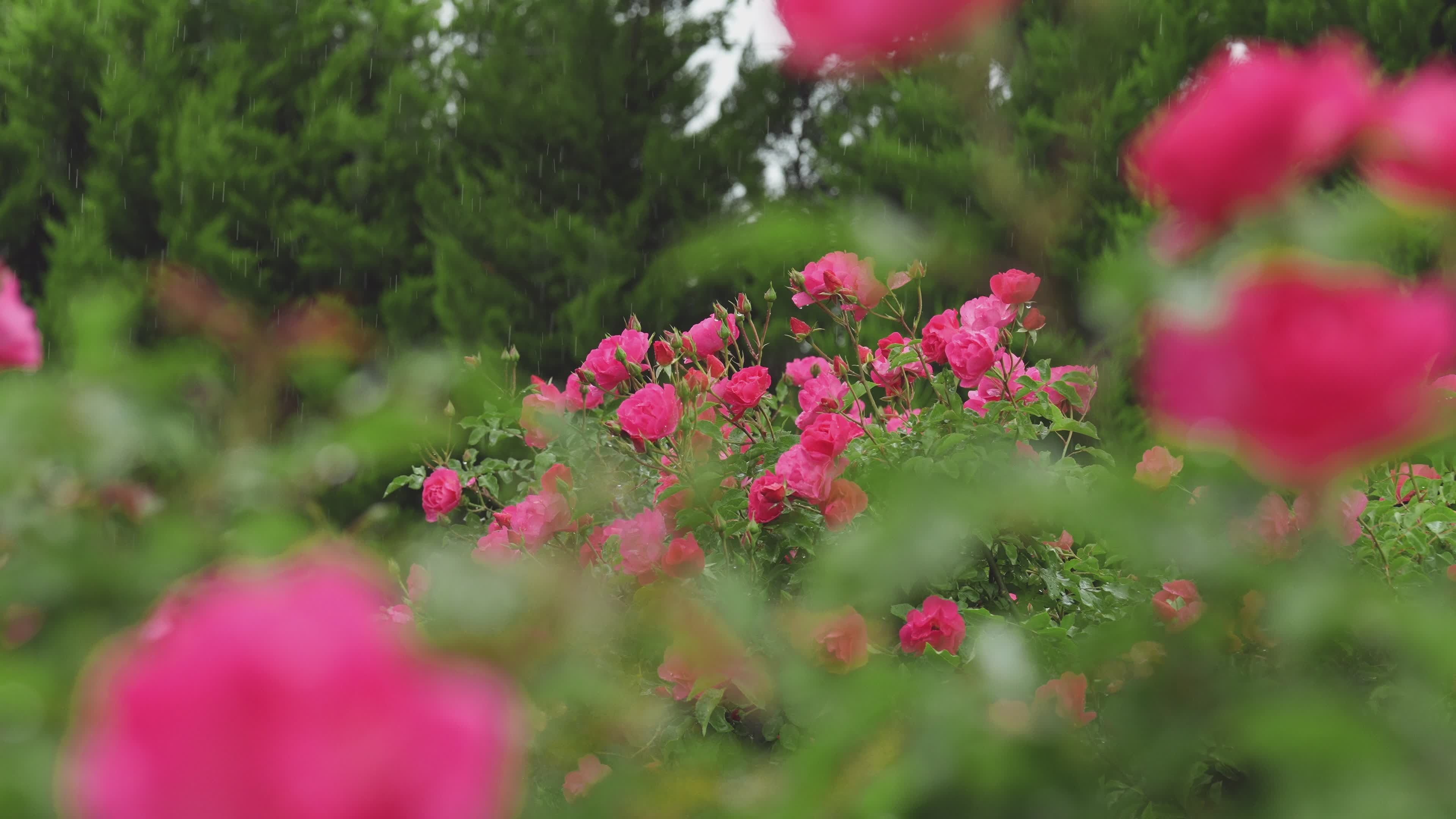 Vibrant Pink Roses in Lush Greenery Free Stock Video Footage, Royalty ...