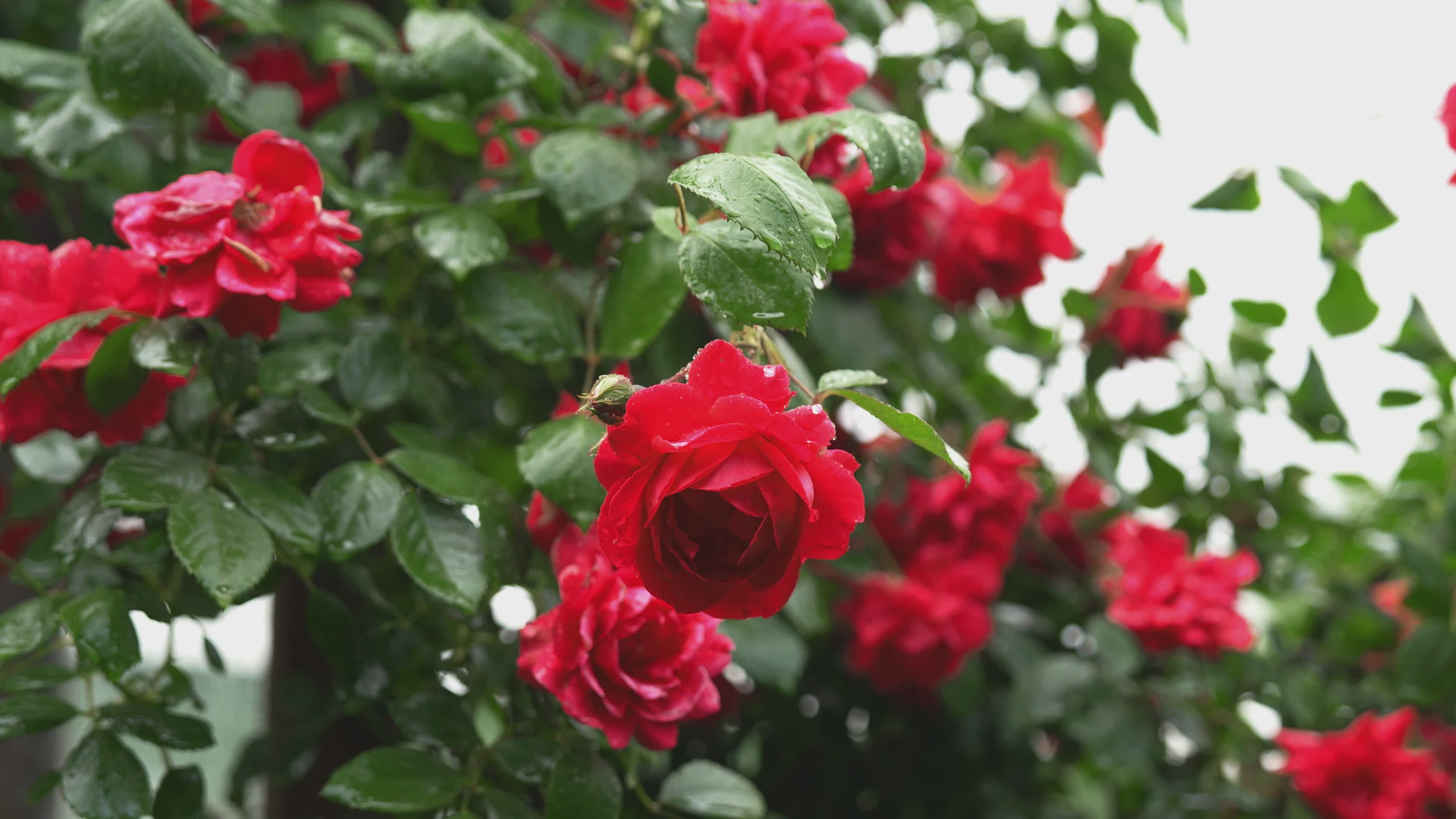 Close-up of Red Roses with Rain Drops Free Stock Video Footage, Royalty ...