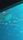 whale shark