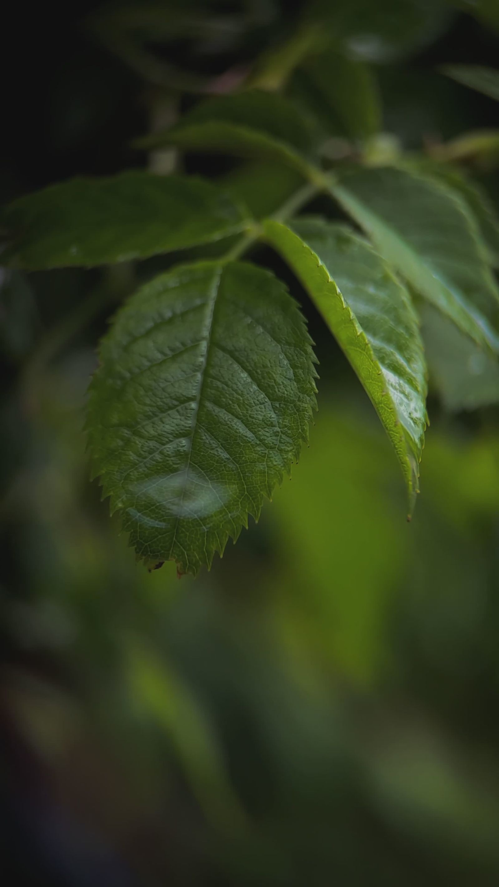 Sophie Rain Videos, Download The BEST Free 4k Stock Video Footage