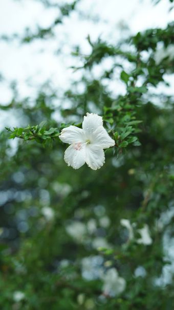 风铃花免费下载视频素材