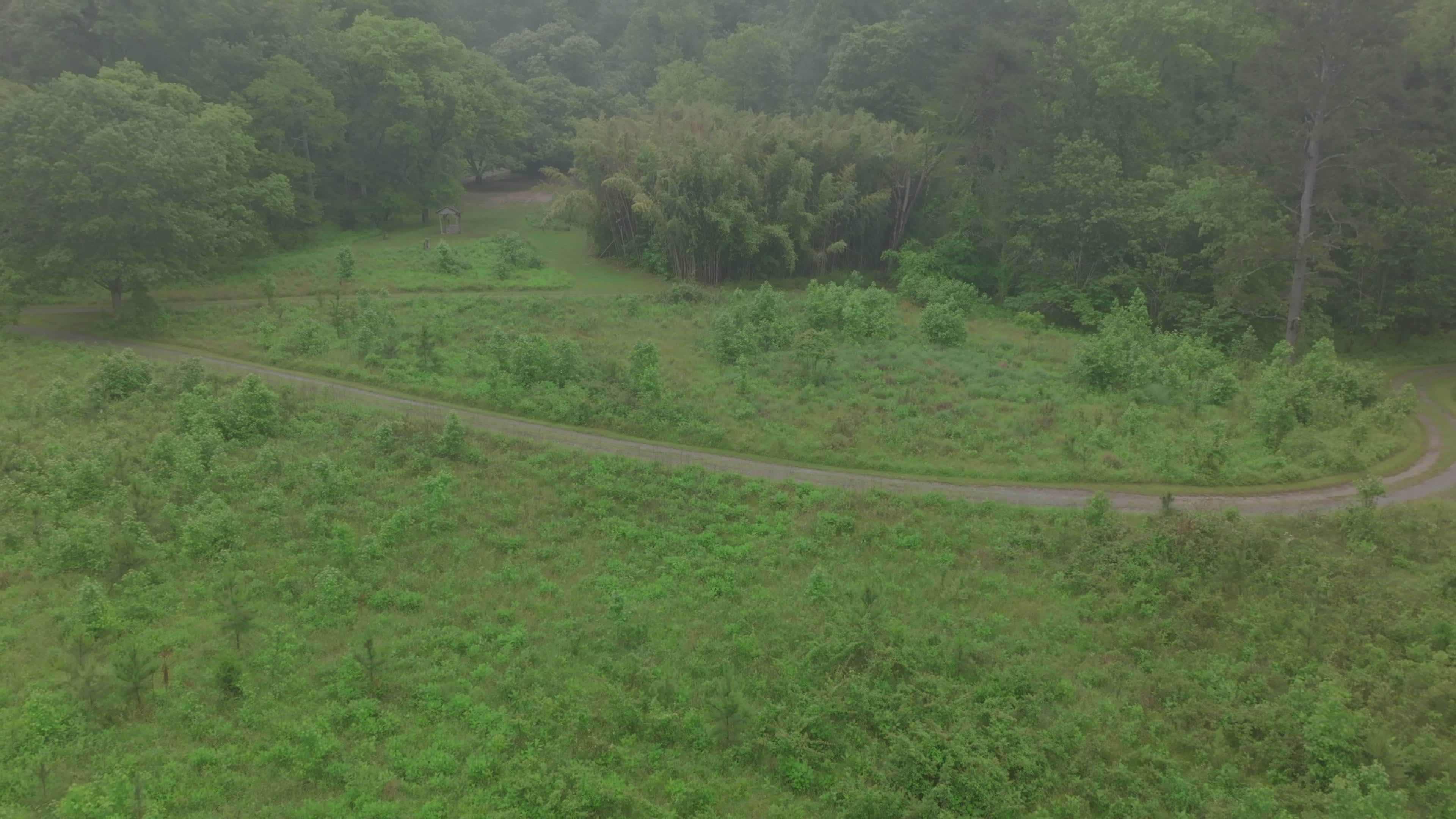 Serene Aerial View of Lush Green Forest Pathway Free Stock Video ...